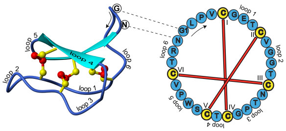 The circular structure of cyclotides protects them from being destroyed by digestion, and means they hold potential as new drugs.