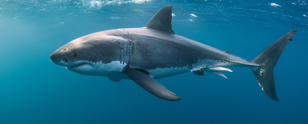 The DNA of Great White Sharks Defies Explanation. Here's Why. : ScienceAlert