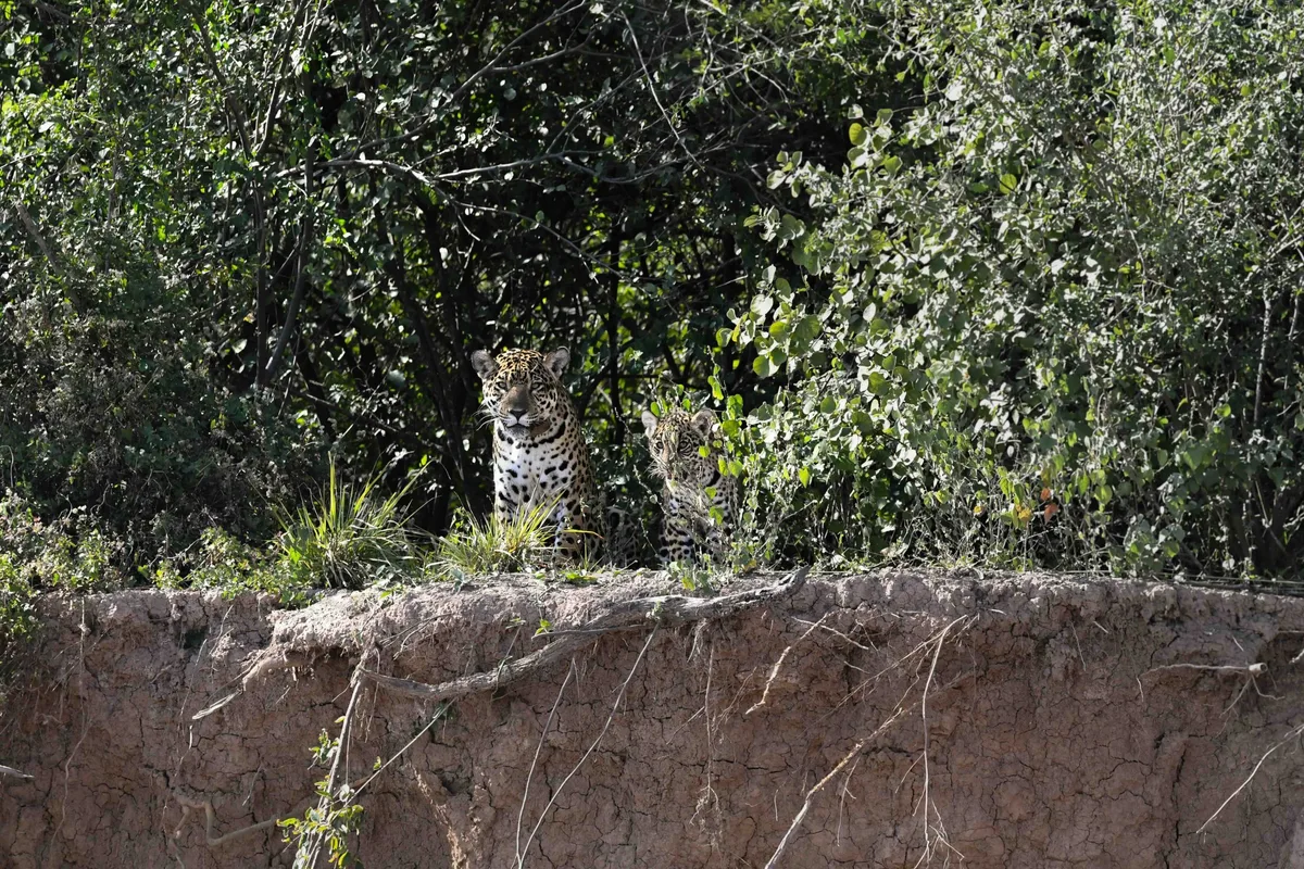 Nala and cub
