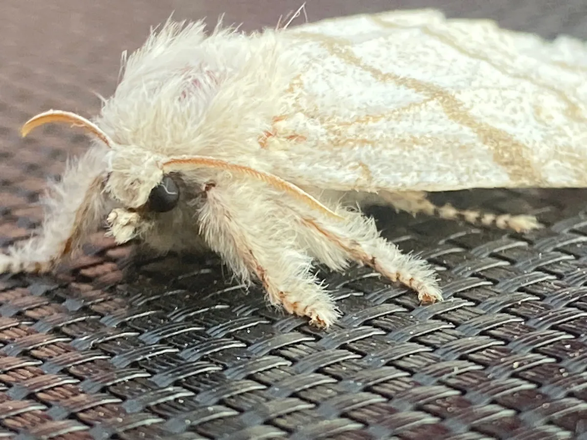 A furry white moth resting.
