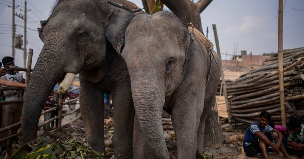 Can Bangladesh’s 40C elephant conservation project save the endangered giants?
