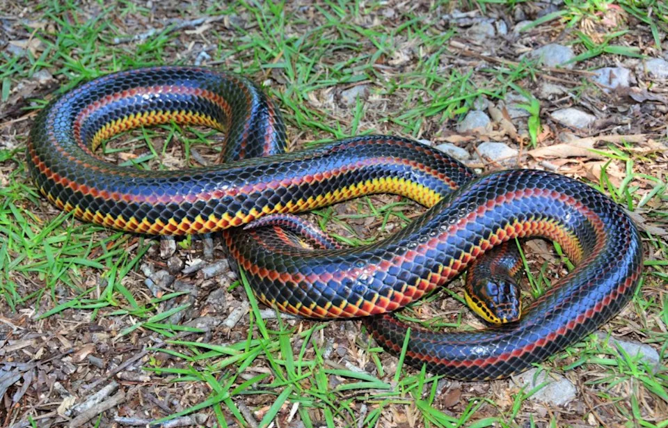 Photo of a rainbow snake