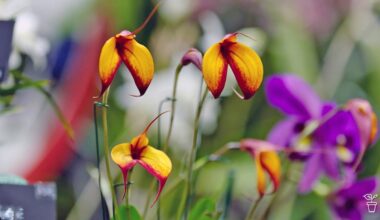 Orchids on Show - Gardening Australia