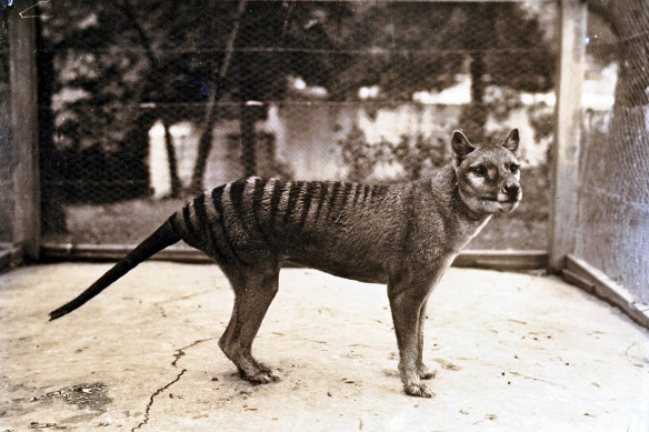 Benjamin, the last thylacine, at Hobart Zoo in 1933.