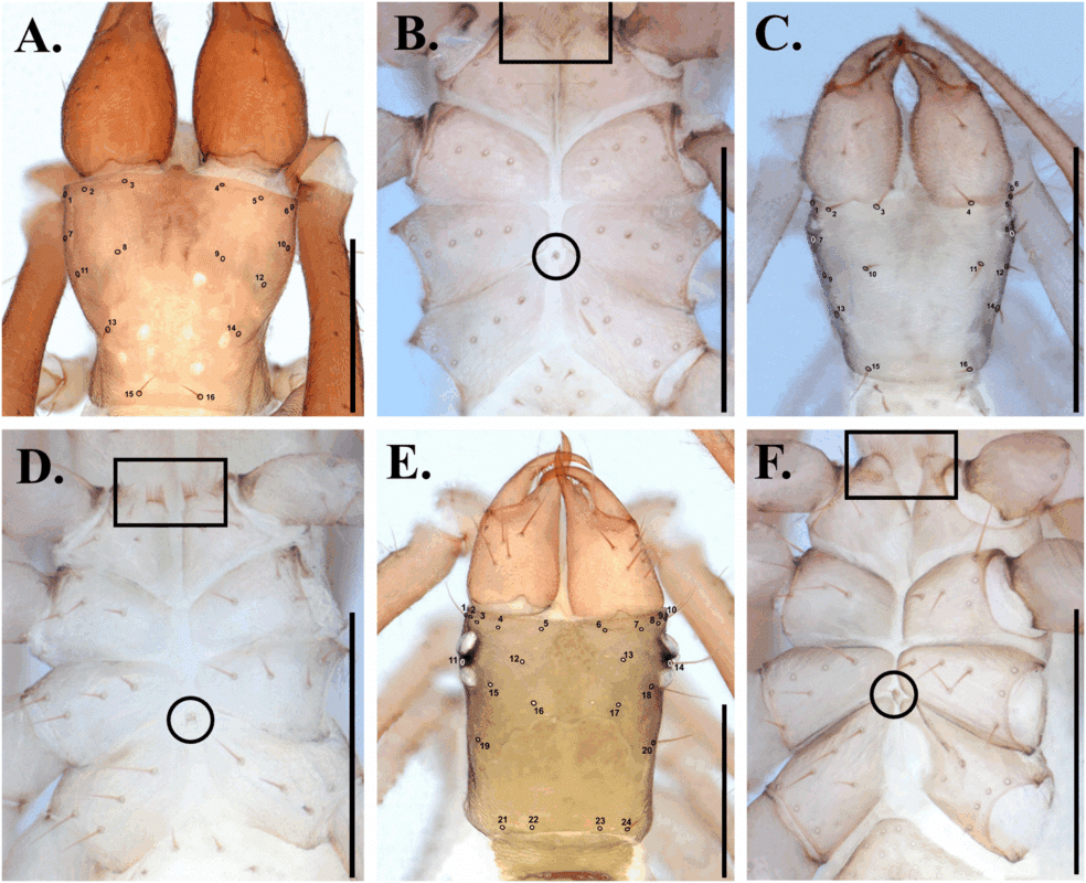 Carapace And Coxa Of Pseudotyrannochthoniids
