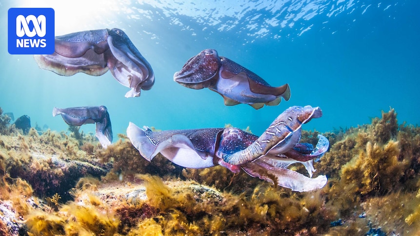 'Bubble curtain' to protect giant Australian cuttlefish from South Australia's toxic algal bloom