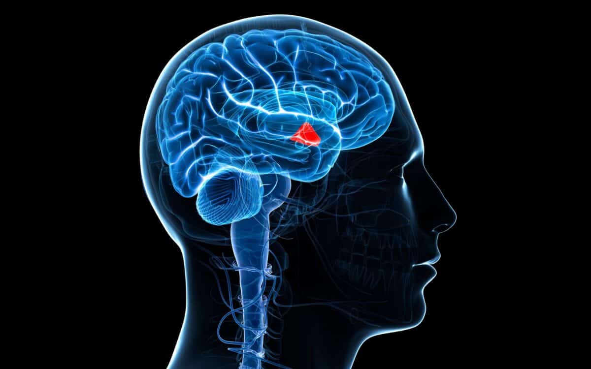 Computer Artwork Of The Brain Showing The Hypothalamus (red).