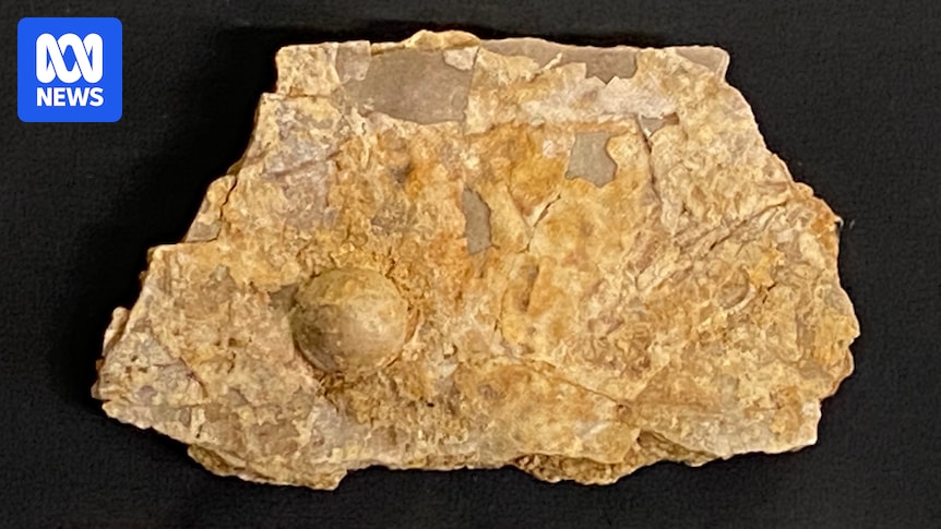 Palaeontologists verify Australia's largest fossil pearl as 100 million years old