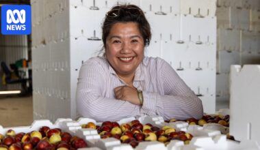 Farmers bet on nutritionally rich jujubes becoming next food trend