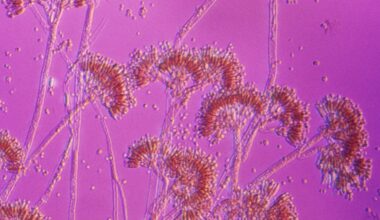 Are you really allergic to penicillin? A pharmacist explains why there’s a good chance you’re not − and how you can find out for sure