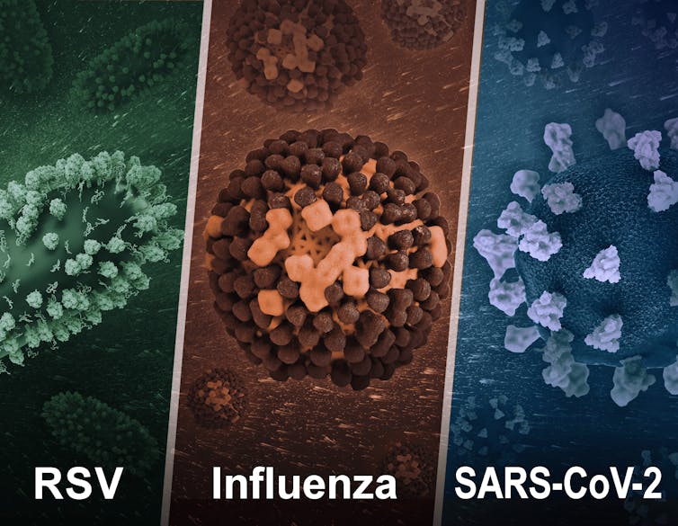 Illustration of three respiratory viruses: RSV, influenza and SARS-CoV-2, which causes COVID-19.
