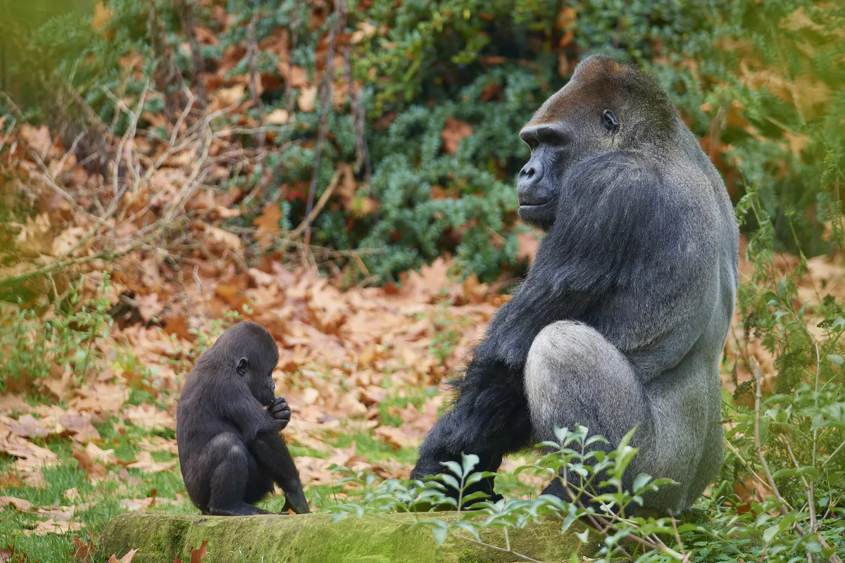 Western gorilla (Gorilla gorilla), adult, silverback with young, alert, captive