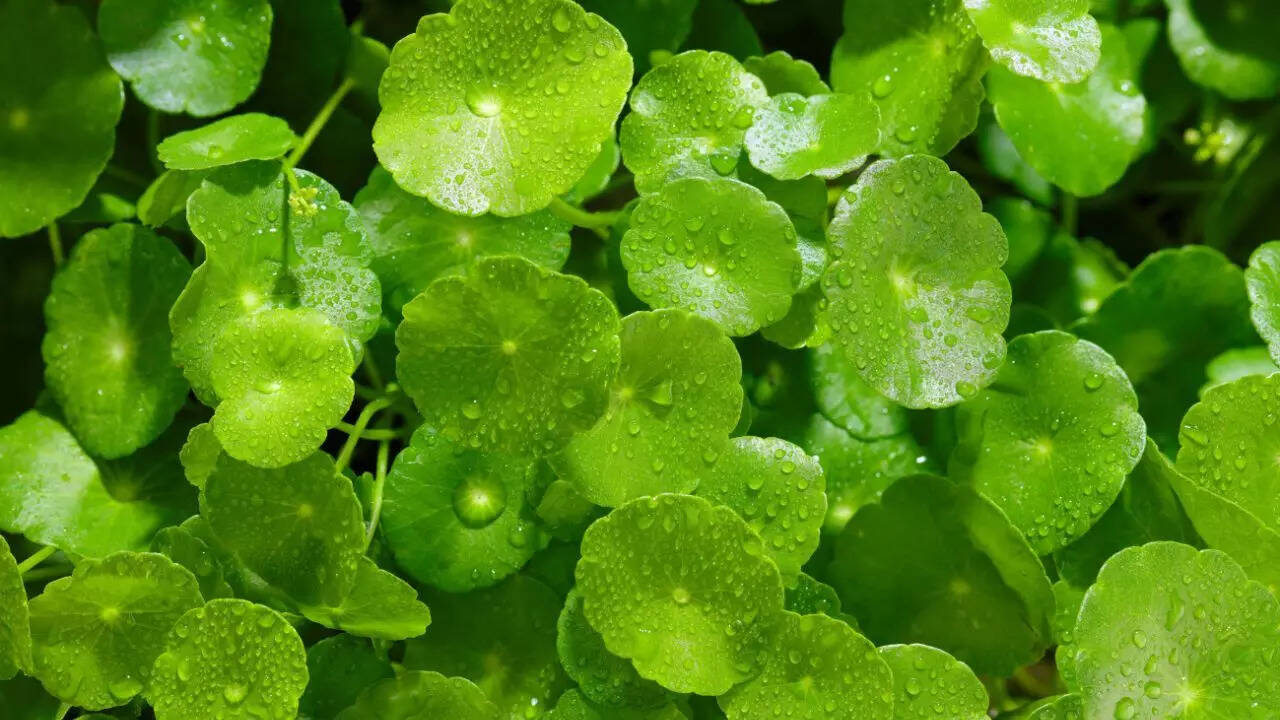 Gotu Kola