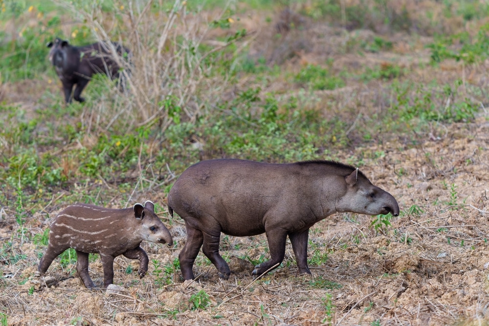 Mother Tapir And Her Cute Little Striped One Looking For Fruit In Brazil's Northern Pantanal