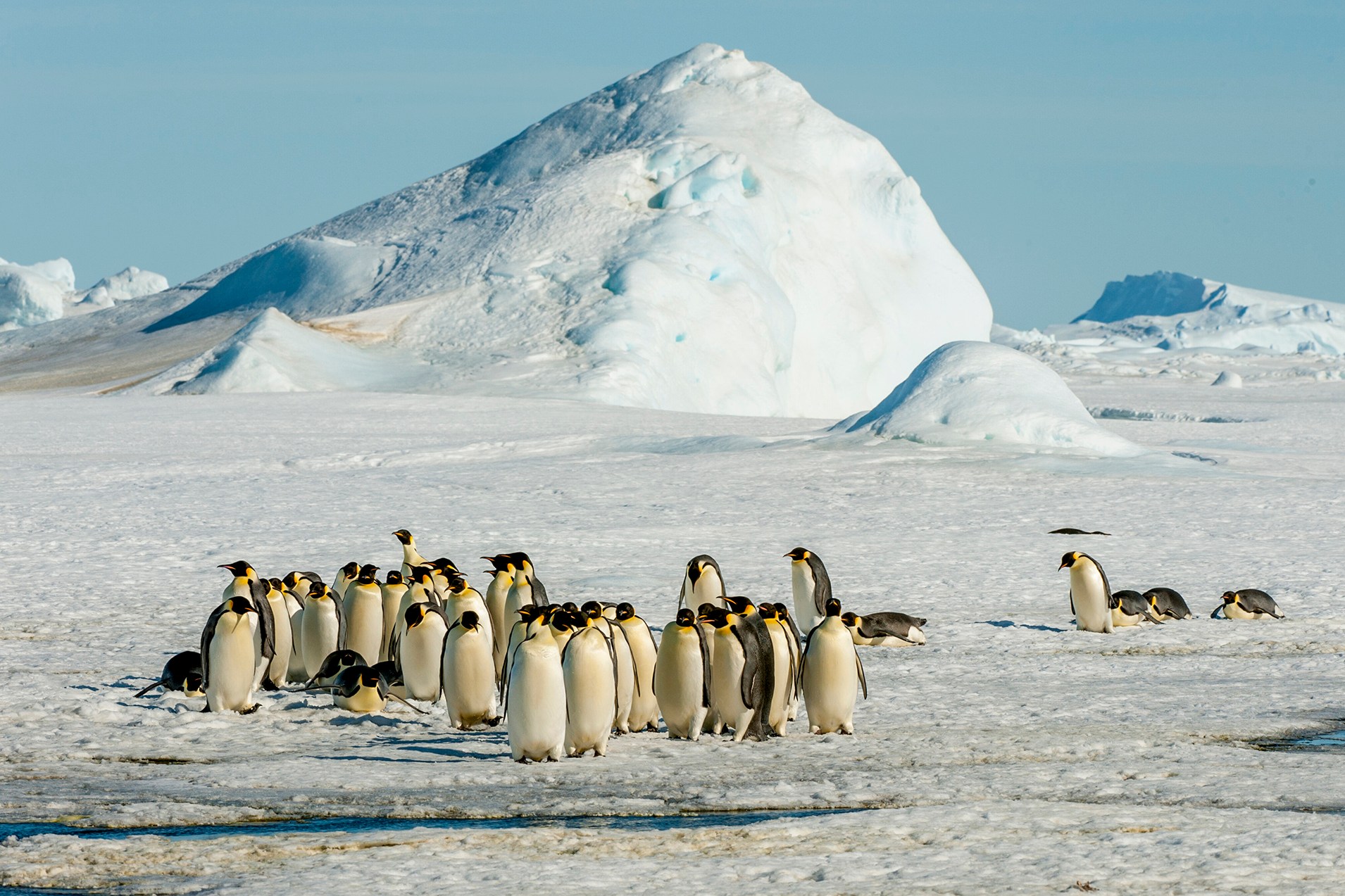 A group of Emperor penguins (Aptenodytes forsteri) walking
