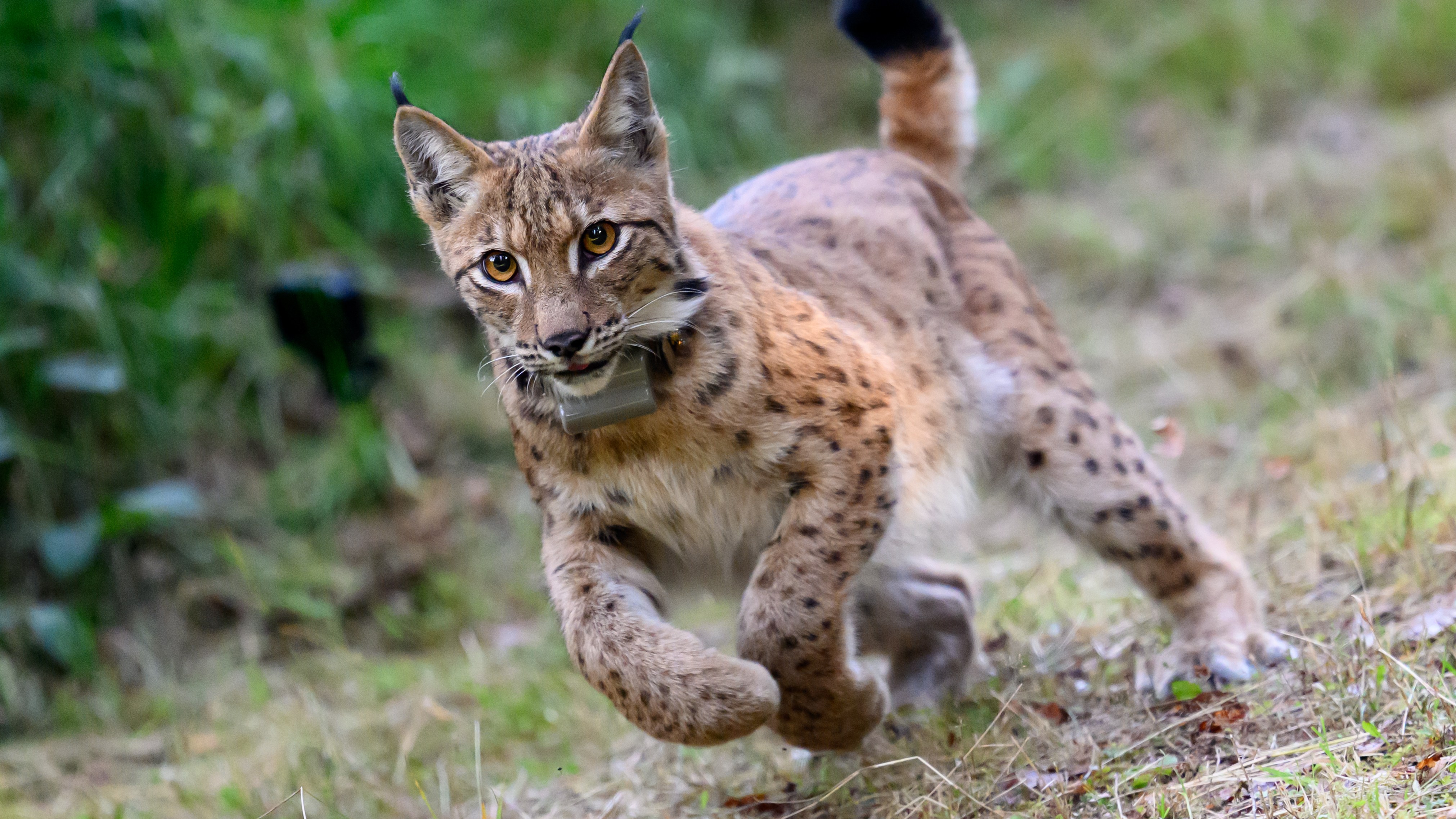 A lynx reintroduced to the wild — and other news in pictures