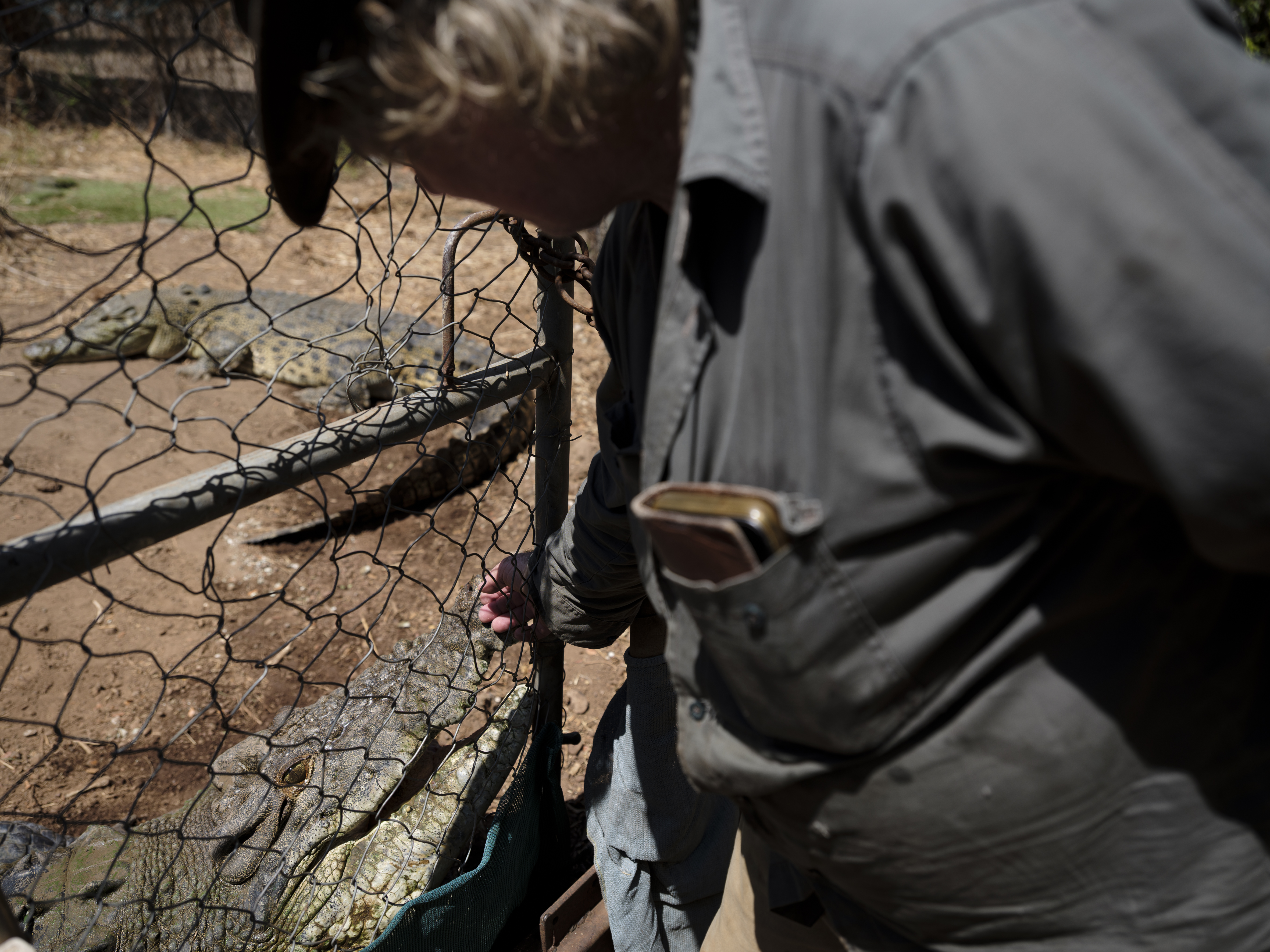 Man petting a crocodile through a fence.