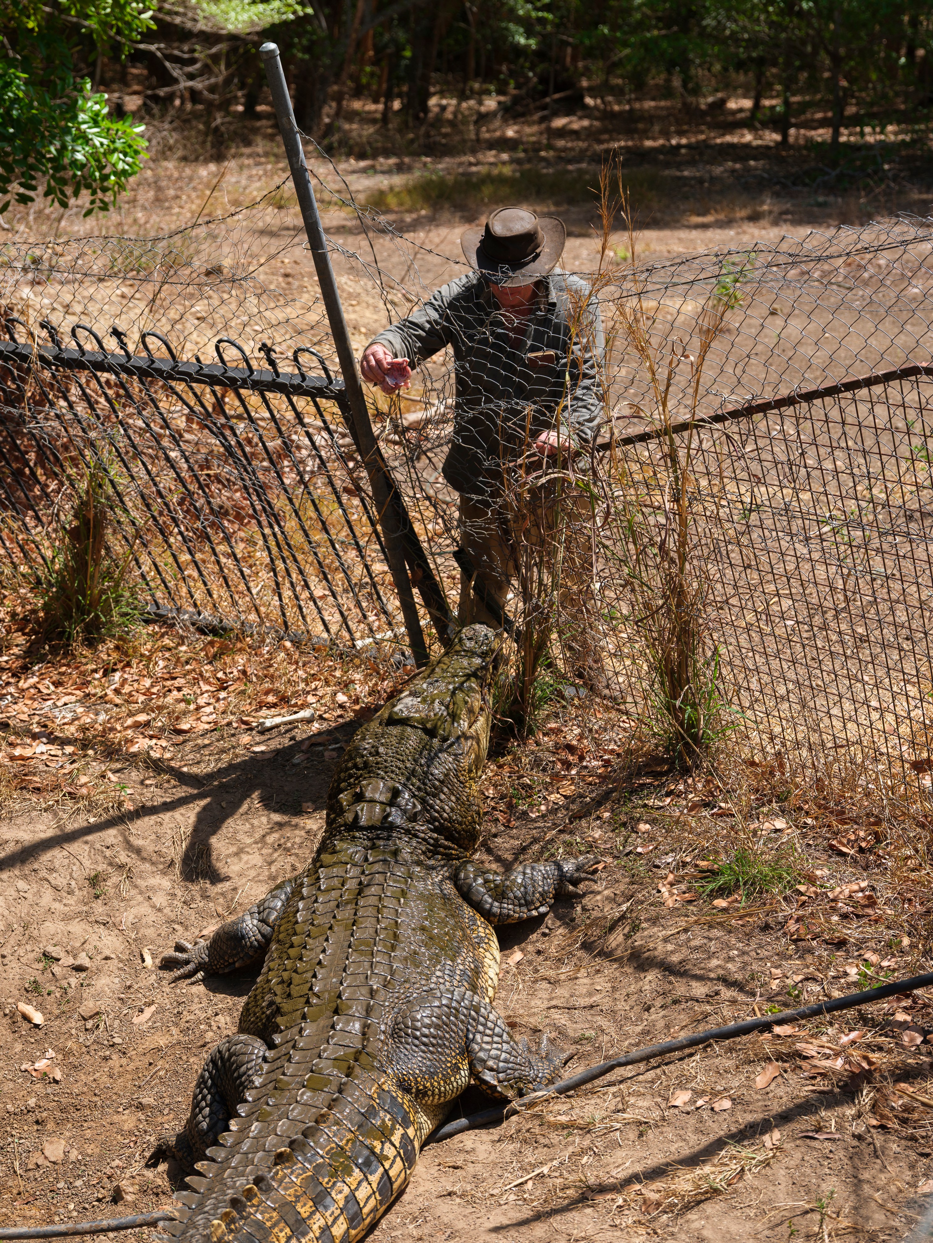 Man feeding a crocodile through a fence.