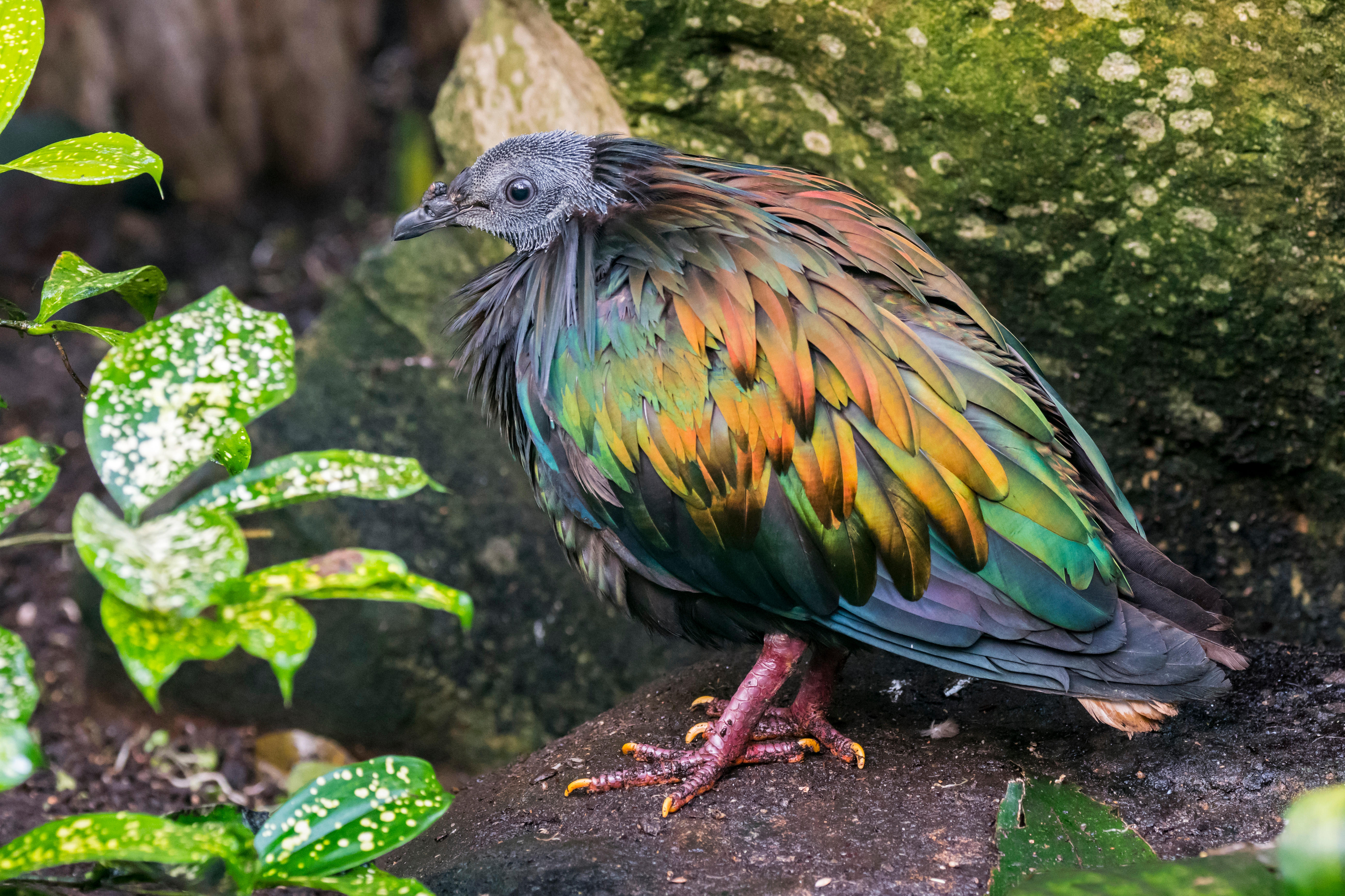 Nicobar pigeon (Caloenas nicobarica) native to the coastal regions from the Andaman and Nicobar Islands, India