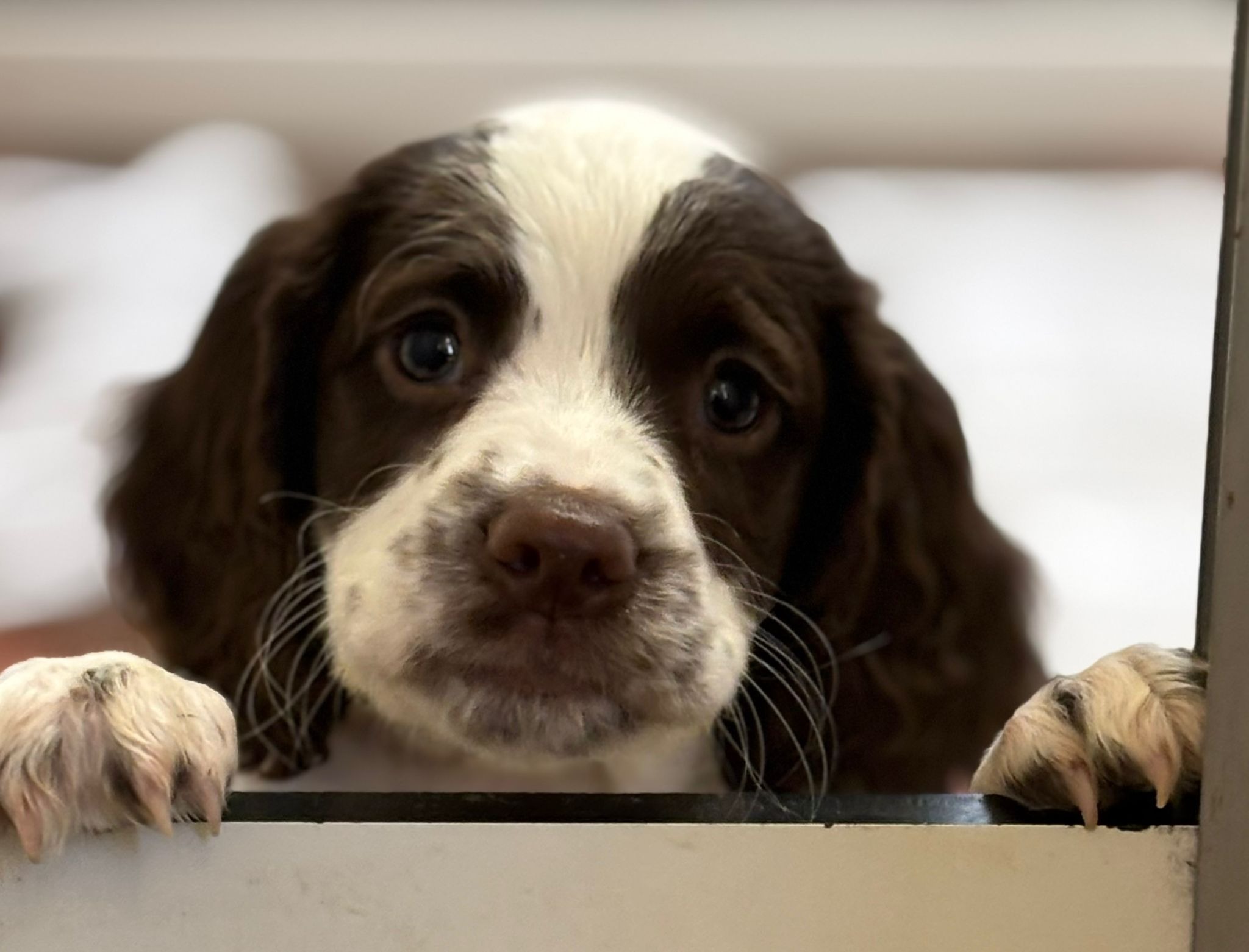 NINTCHDBPICT001023830163