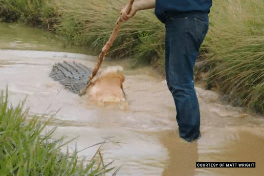 Person guiding a crocodile in shallow water with a stick.