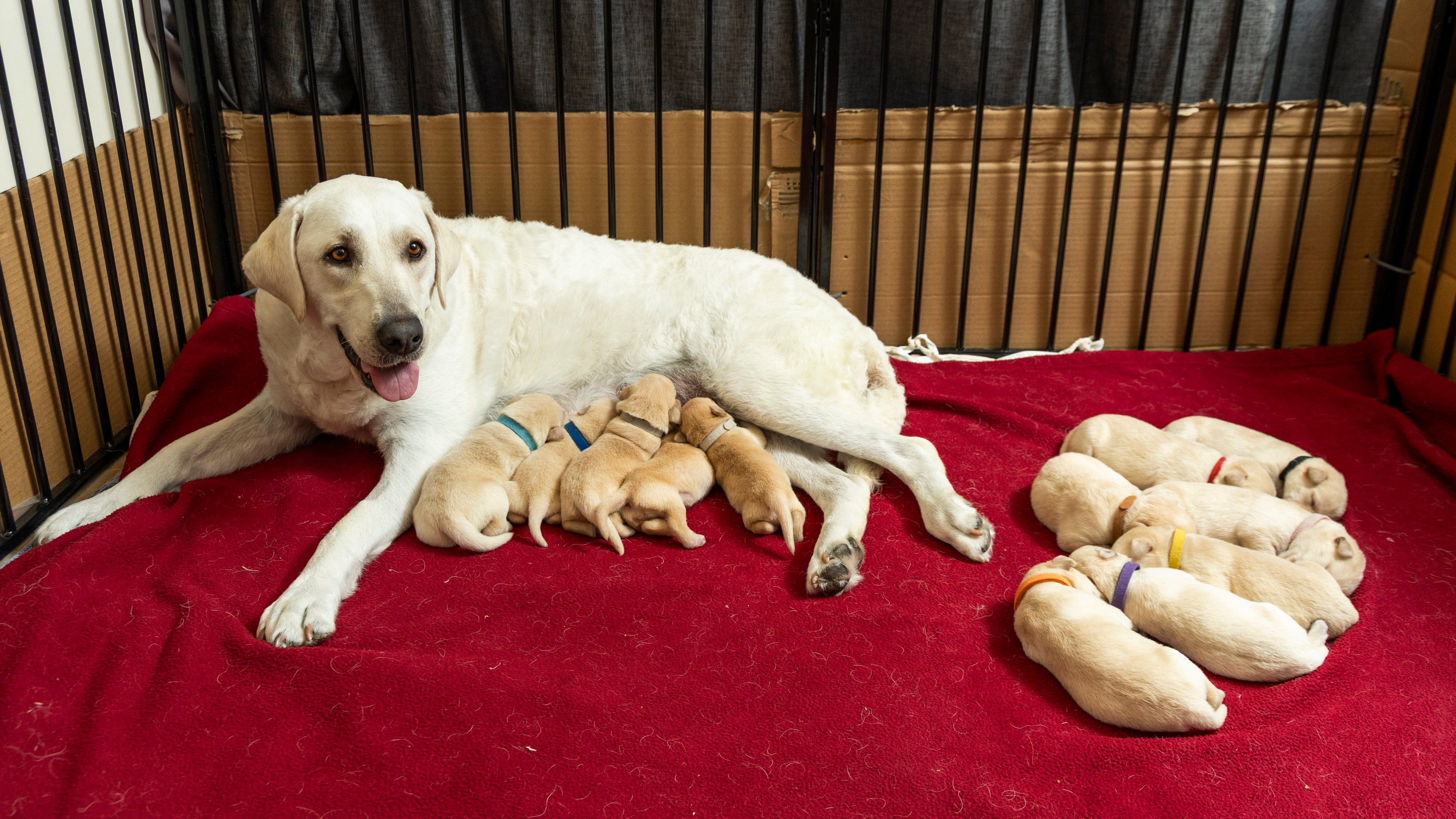 Yellow labrador’s surprise 14 puppies — and other news in pictures
