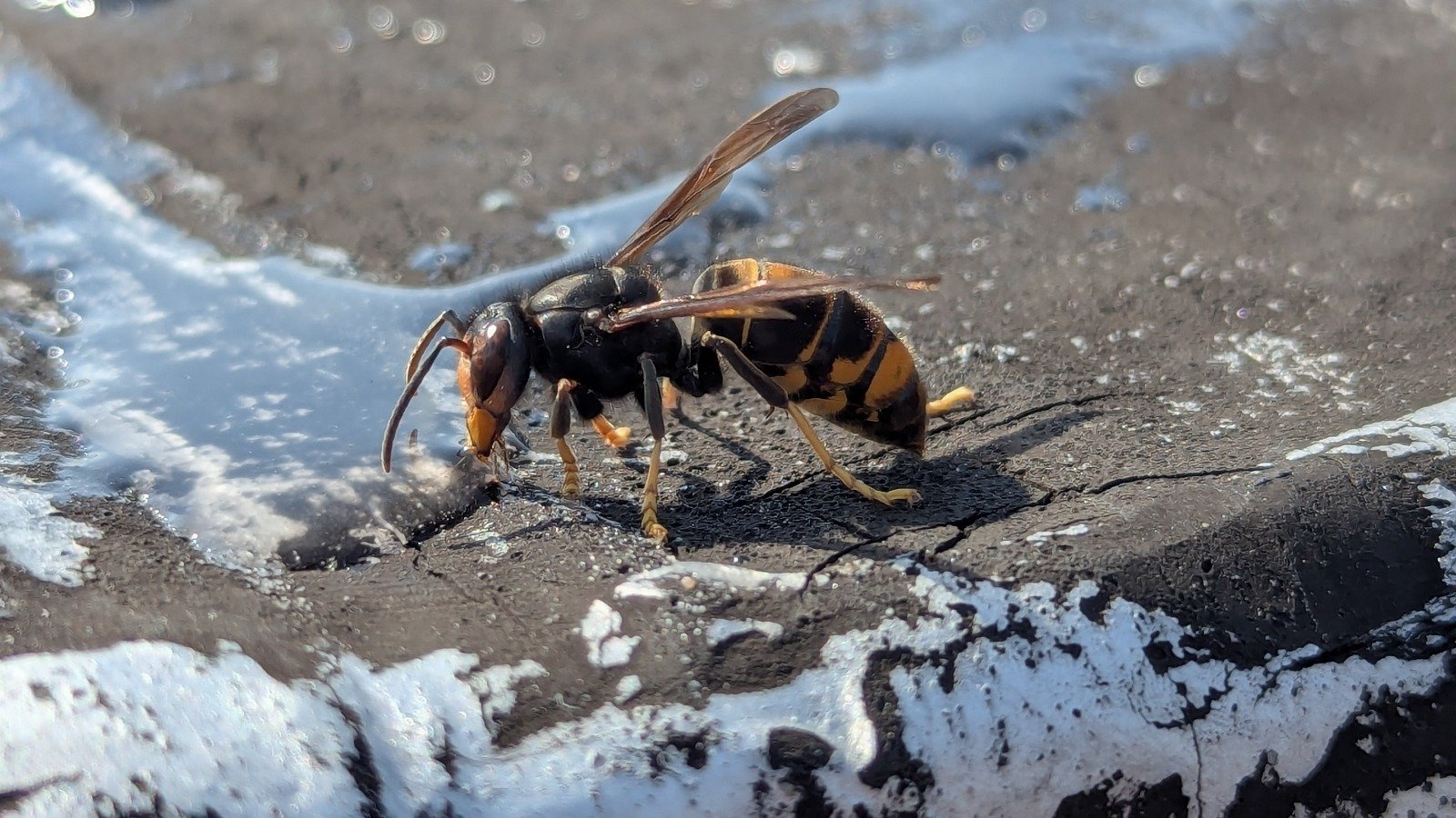 NPWS confirms 24 verified sightings of Asian hornets
