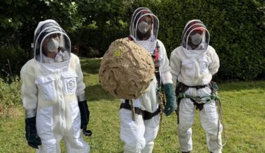 Second Asian hornet nest confirmed in Co Cork