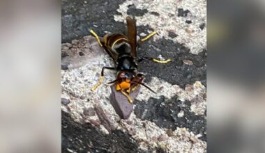 Hornet seen in beer garden was 'twice the size of a wasp'