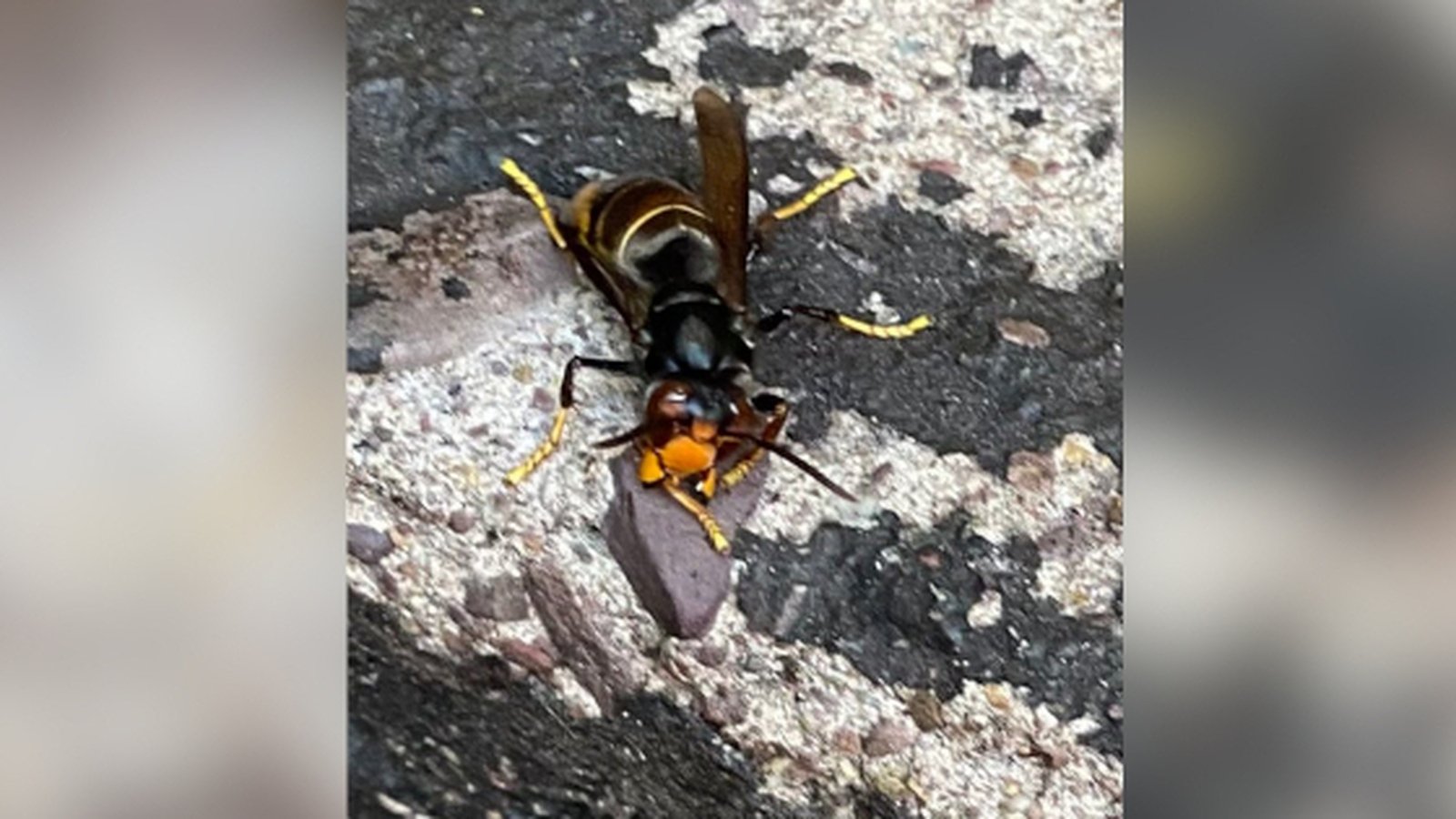 Hornet seen in beer garden was 'twice the size of a wasp'