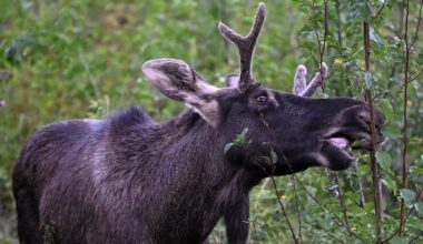 Moose captured in Austria and sent to Czechia border