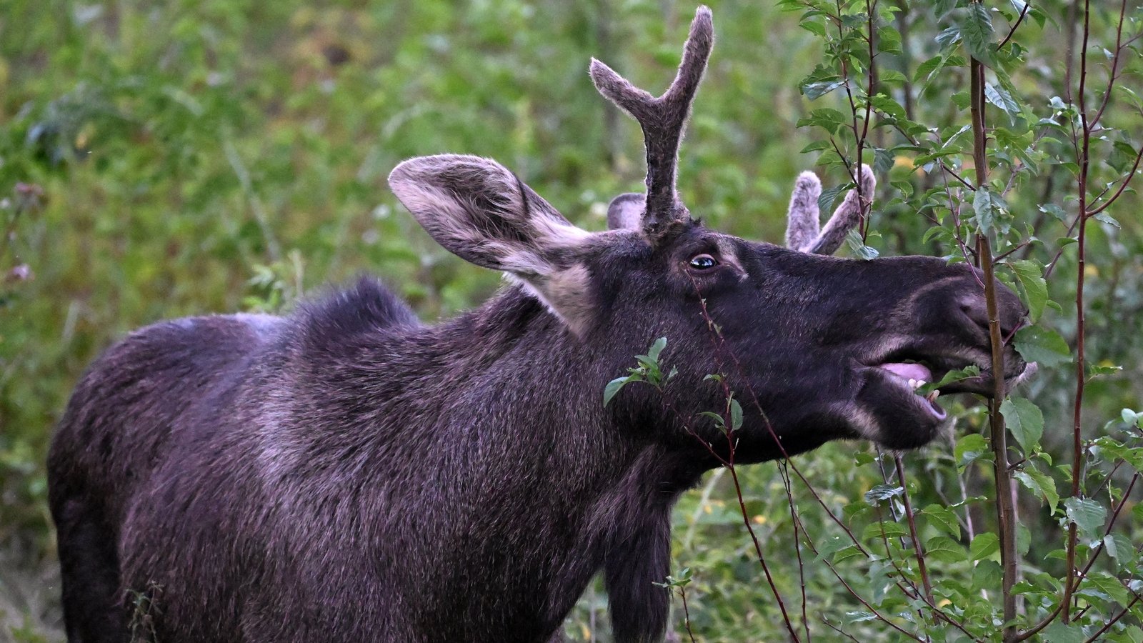 Moose captured in Austria and sent to Czechia border