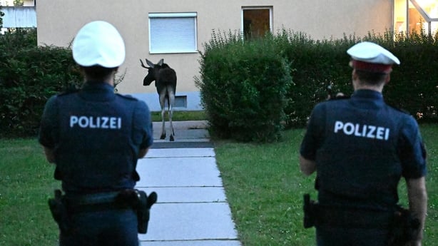 Police officers ensure public safety as moose 