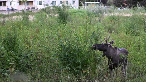 Moose Emil nibbles on a branch as he walks around in Saint Poelten, Austria