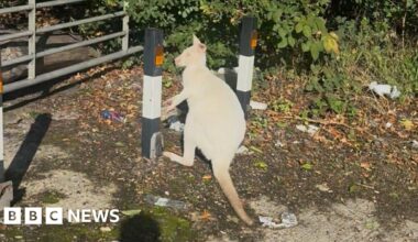 White wallaby rescued from side of the road in Dartford