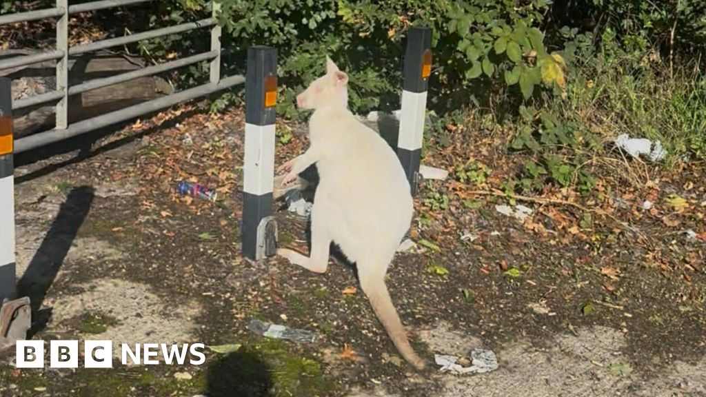 White wallaby rescued from side of the road in Dartford