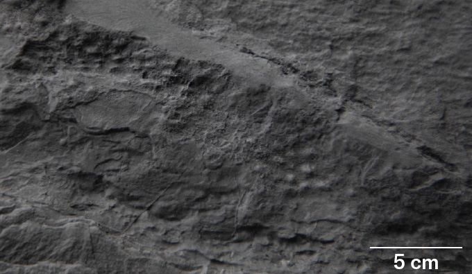 Bumps dot the surface of a gray rock that researchers say show the pores of one of Earth's earliest animals, a spongelike creature.