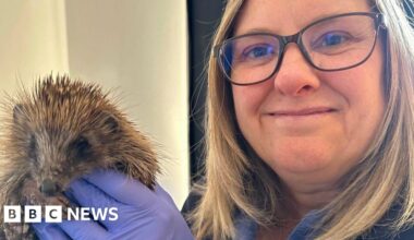 We have turned our home in Burtisland into a hedgehog hospital