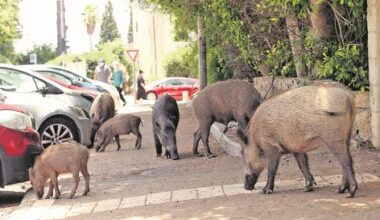 Are wild boars in Haifa only a problem for the wealthy?
