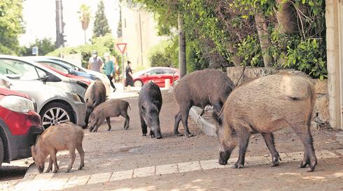 Are wild boars in Haifa only a problem for the wealthy?