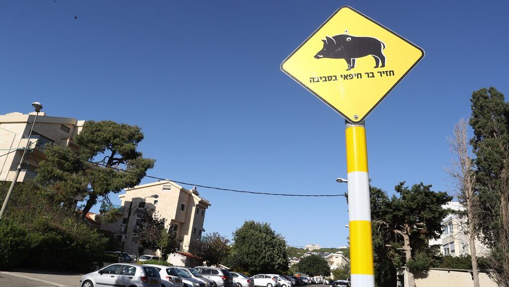 שלט חזירי בר בחיפה