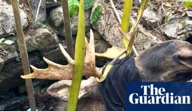 Maine wardens save moose stuck in abandoned well in five-hour rescue | Maine