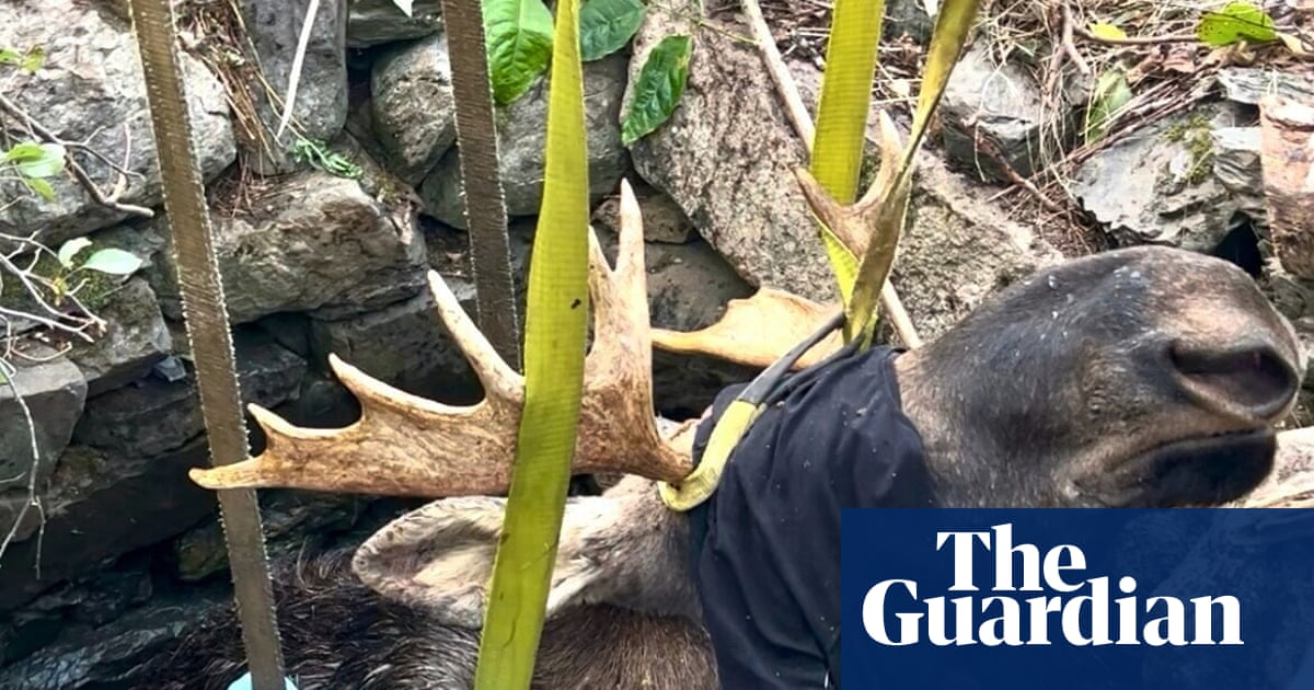 Maine wardens save moose stuck in abandoned well in five-hour rescue | Maine