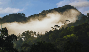7 rainforests around the world worth exploring once in a lifetime