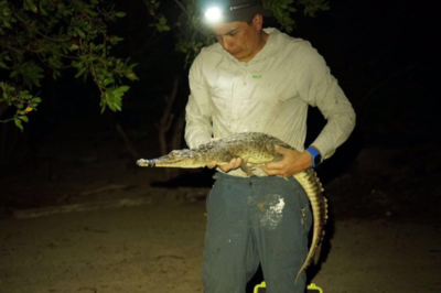 Double delight: Scientists discover two new crocodile species on Mexican islands, and they were hiding in plain sight!