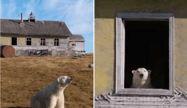 Polar bears take over abandoned weather station
