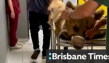 Overeating bear hospitalised in Turkey