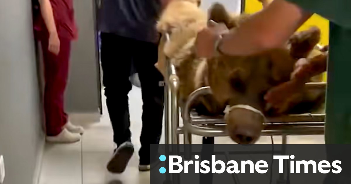 Overeating bear hospitalised in Turkey