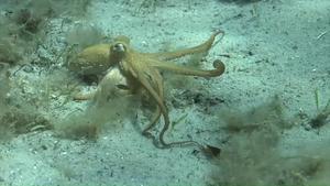 New research reveals wild octopus arms in action