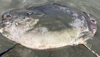 PHOTOS: Sunfish mistaken for shark spotted on California beach